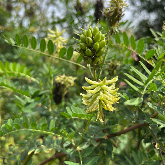 Astragalus canadensis