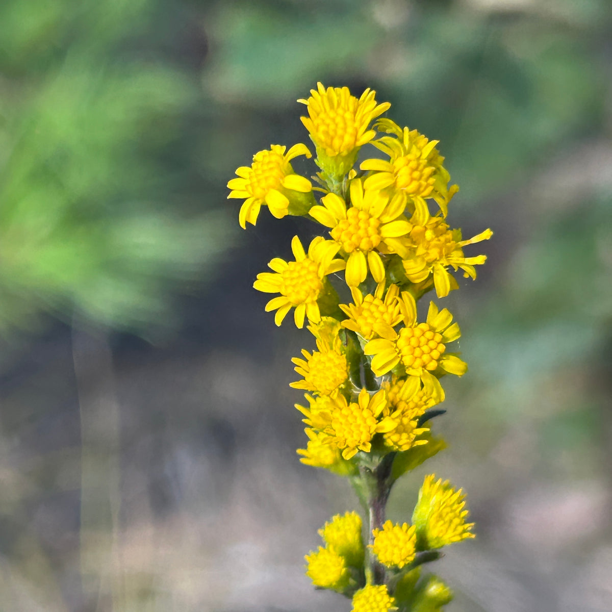 Solidago puberula