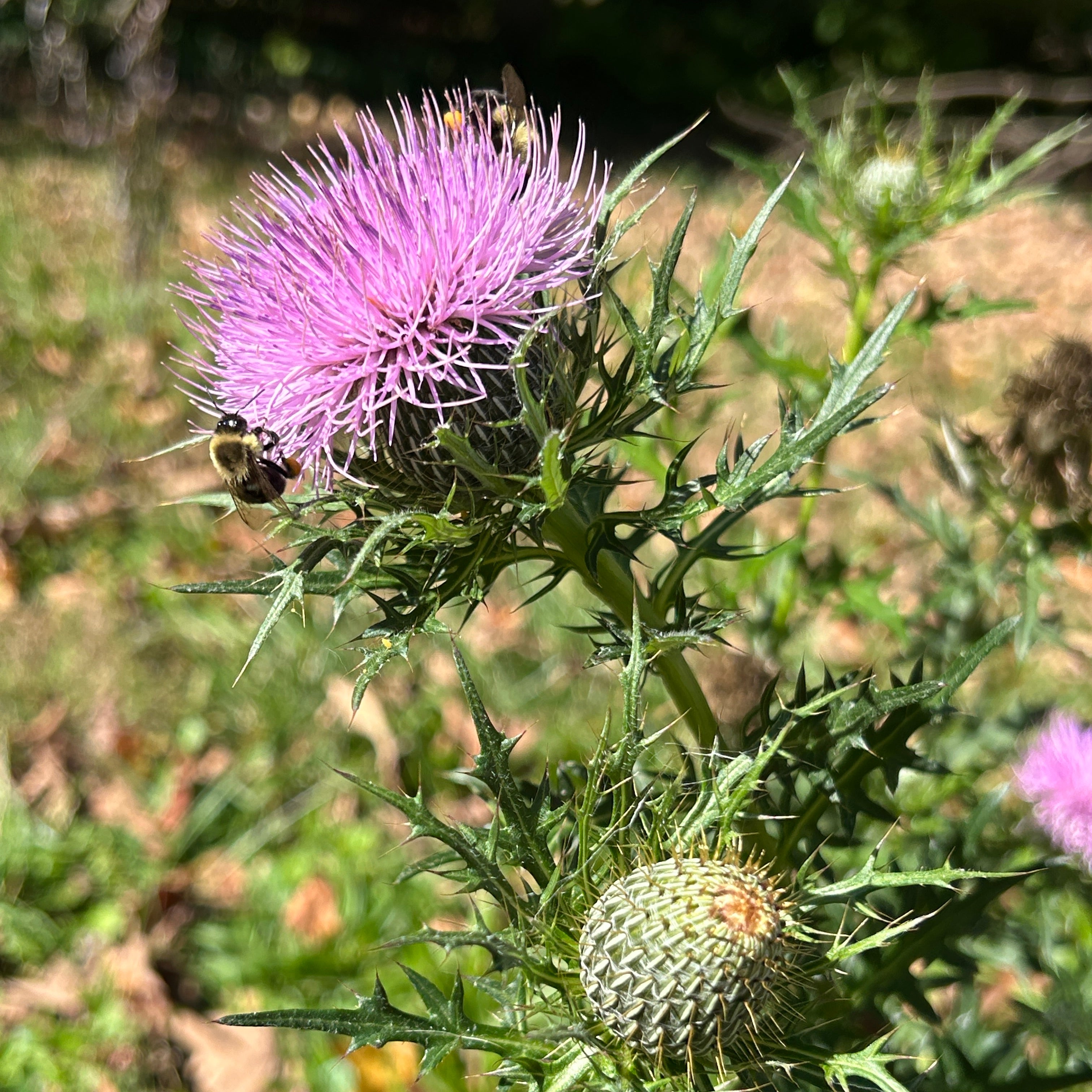 Cirsium discolor