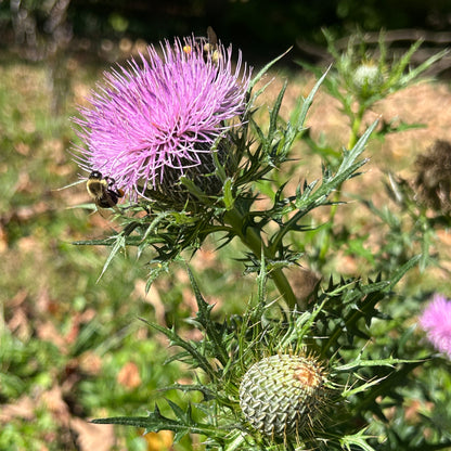 Cirsium discolor