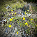 Pityopsis falcata