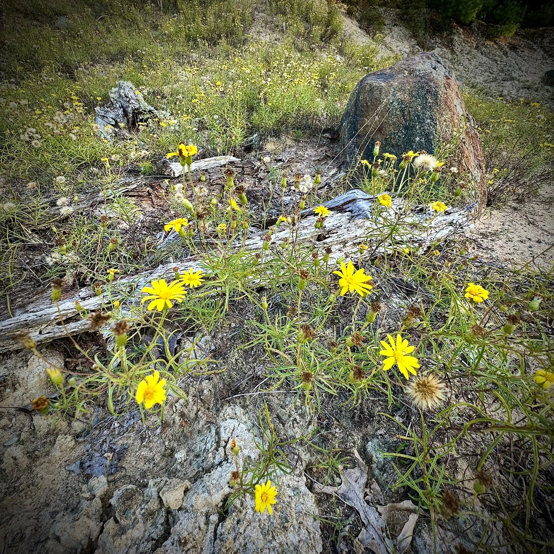 Pityopsis falcata