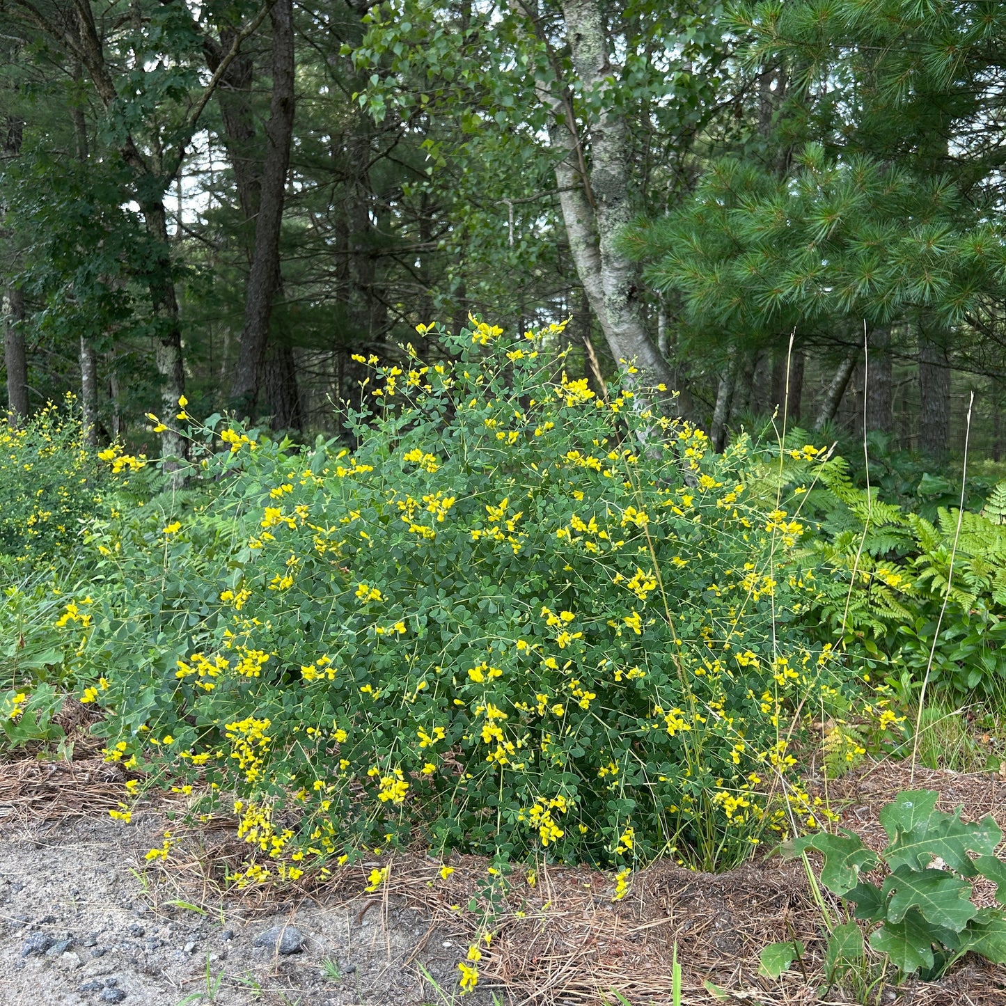 Baptisia tinctoria