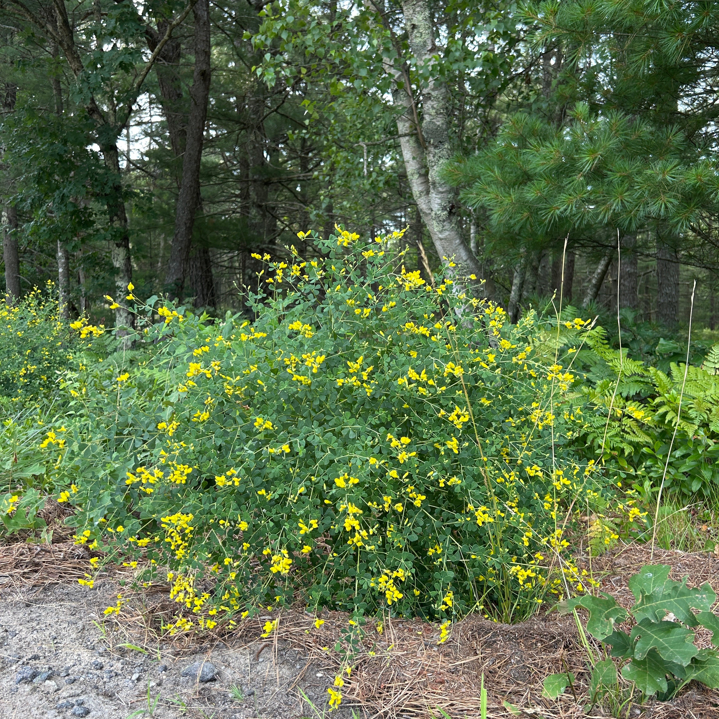 Baptisia tinctoria