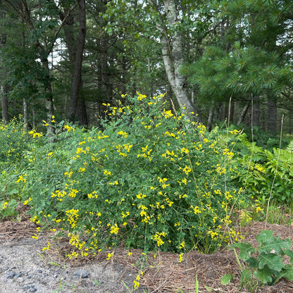 Baptisia tinctoria