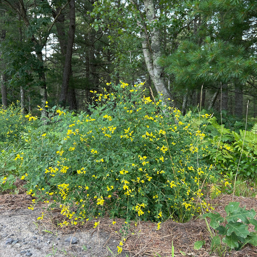 Baptisia tinctoria