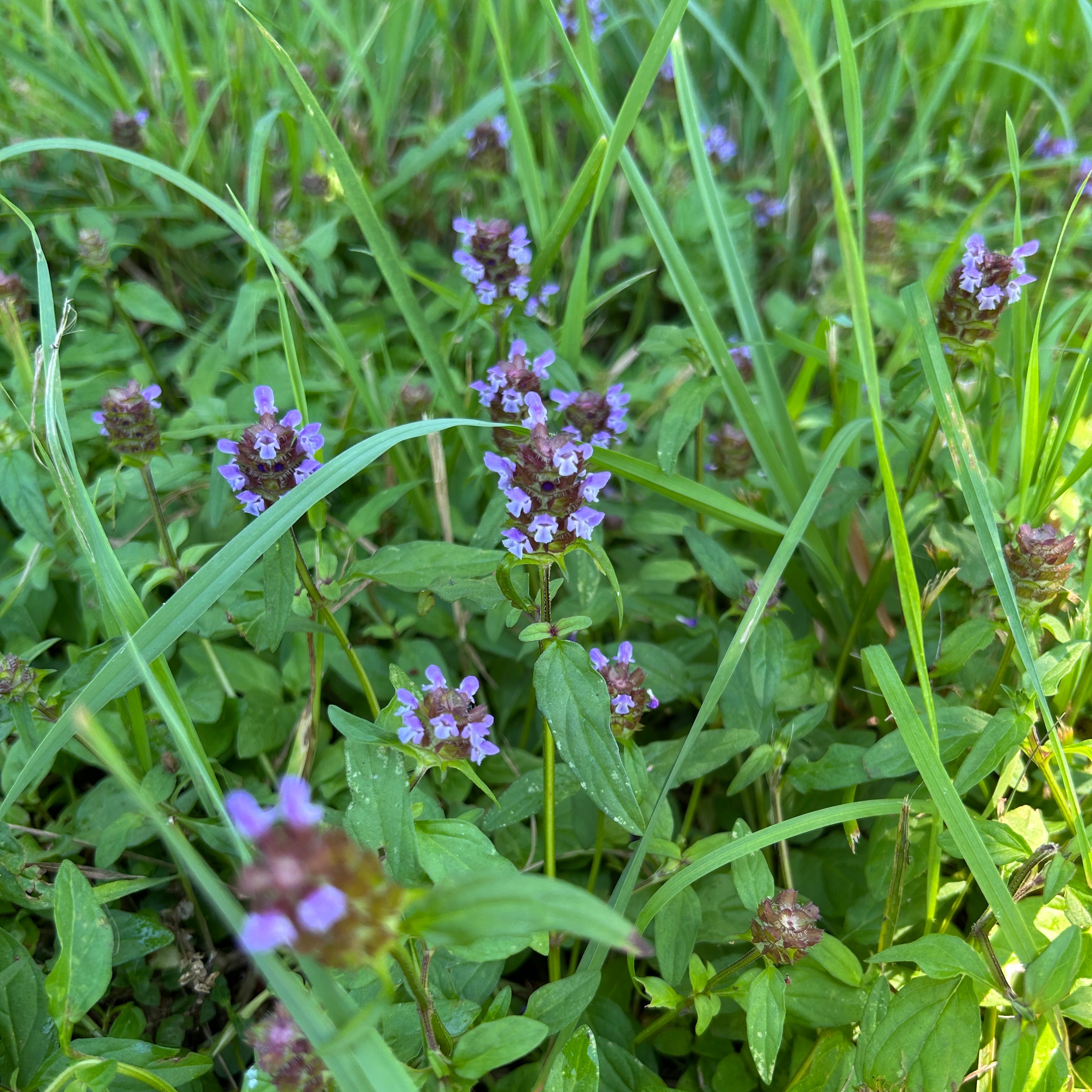 Prunella vulgaris ssp. lanceolata