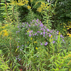 Symphyotrichum novae-angliae