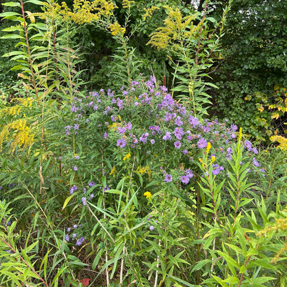 Symphyotrichum novae-angliae