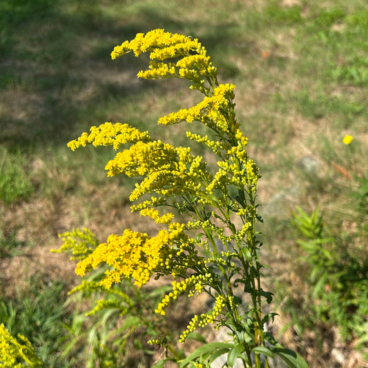 Solidago juncea