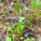 Viola lanceolata
