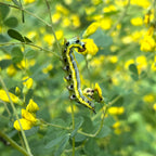 Baptisia tinctoria