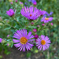 Symphyotrichum novae-angliae