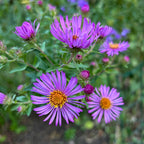 Symphyotrichum novae-angliae
