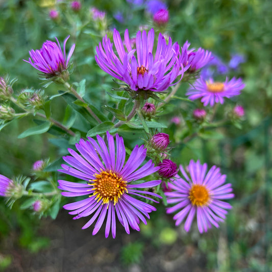 Symphyotrichum novae-angliae