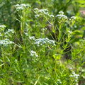 Pycnanthemum tenuifolium