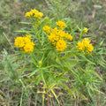 Euthamia graminifolia