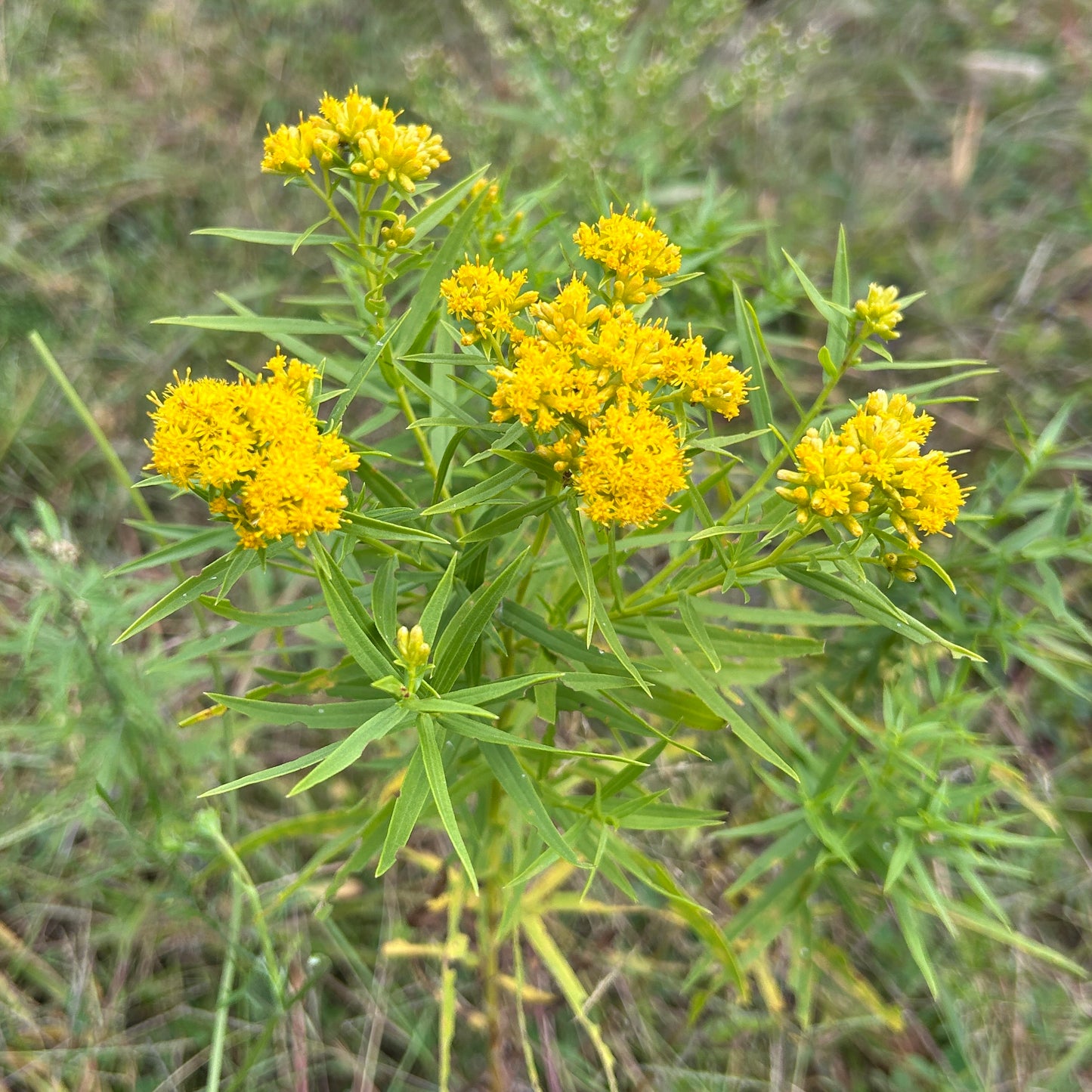 Euthamia graminifolia