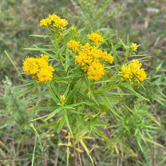 Euthamia graminifolia