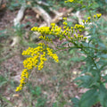 Solidago arguta