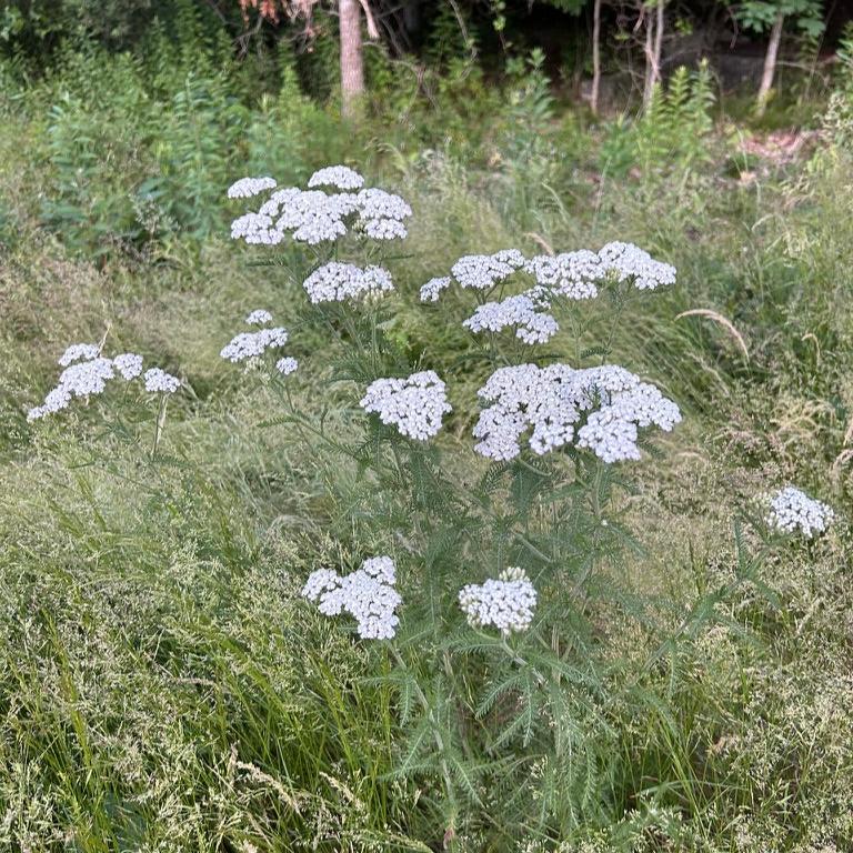 Achillea millefolium