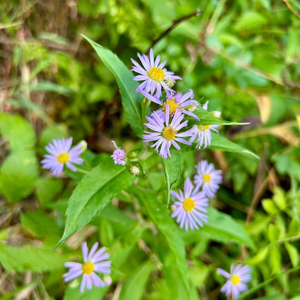 Symphyotrichum puniceum