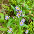 Symphyotrichum puniceum