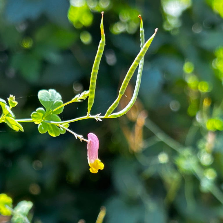 Capnoides sempervirens