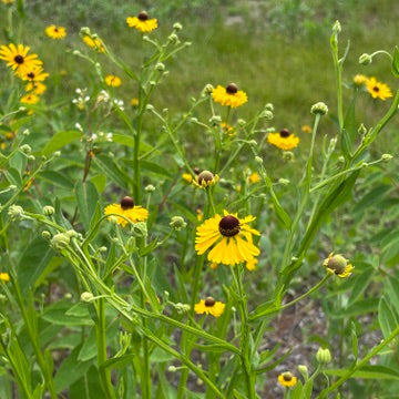 Helenium flexuosum