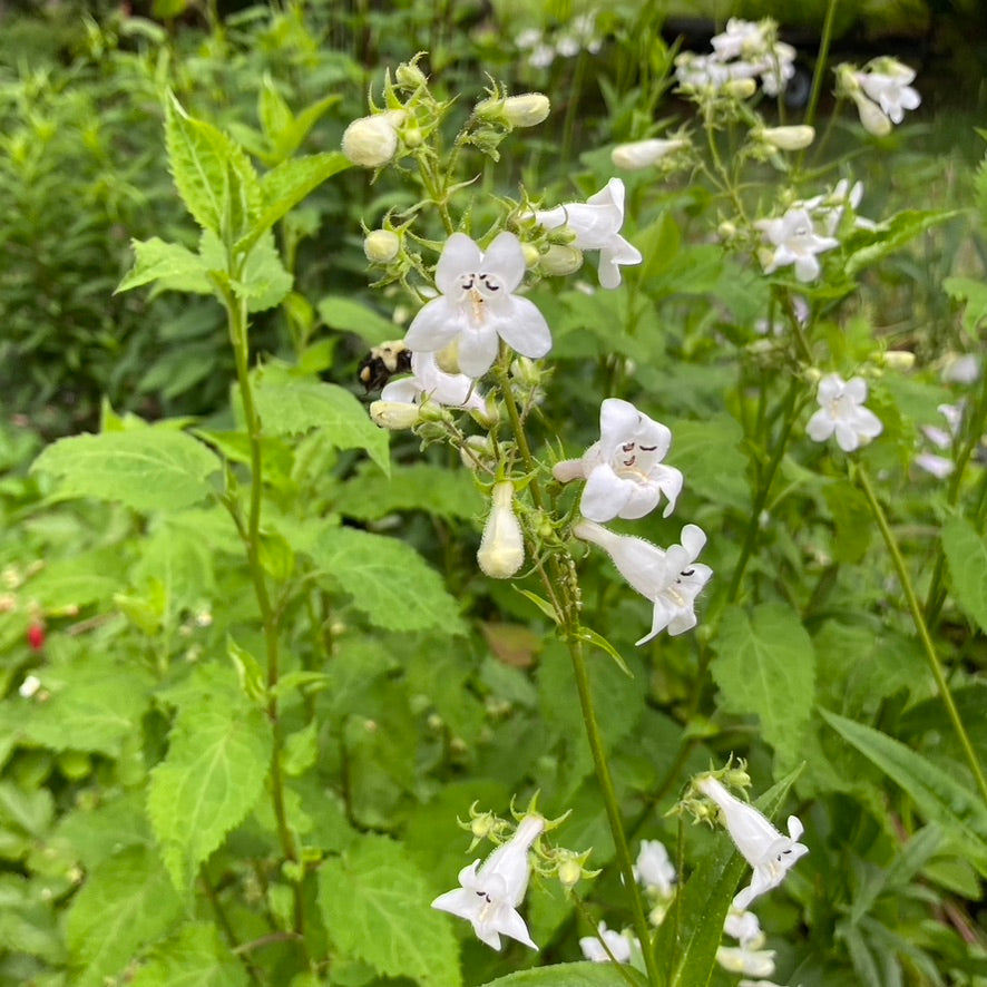 Penstemon digitalis