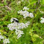 Pycnanthemum tenuifolium