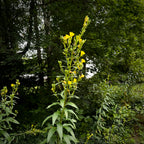 Oenothera biennis