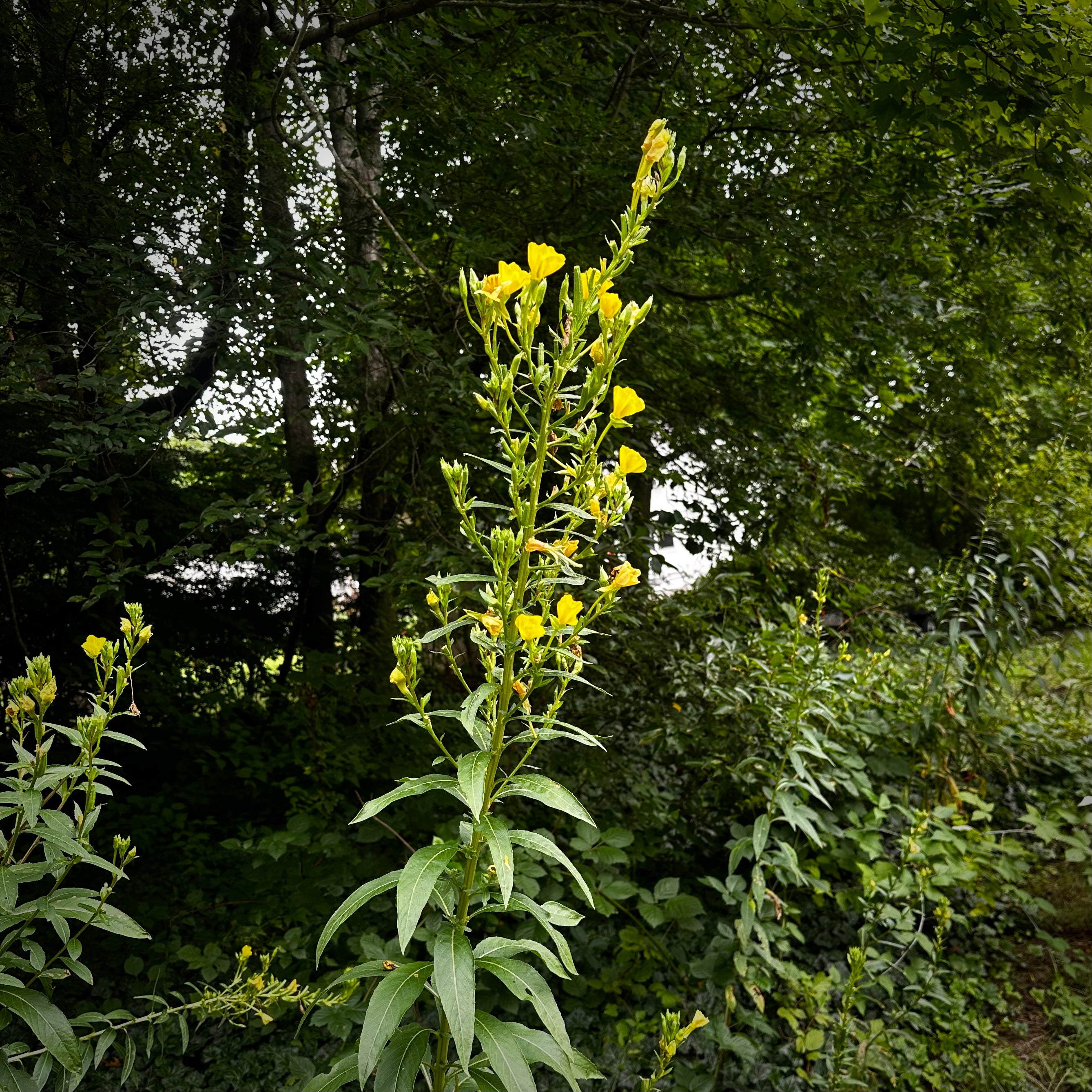 Oenothera biennis