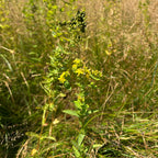 Hypericum punctatum