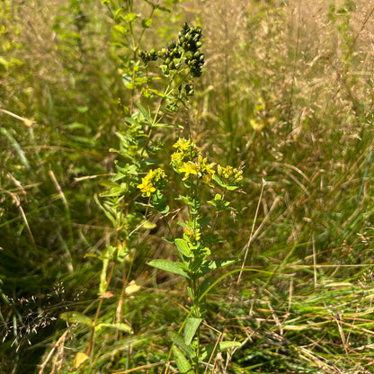 Hypericum punctatum