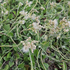 Antennaria plantaginifolia