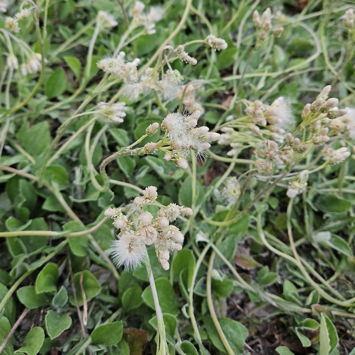 Antennaria plantaginifolia