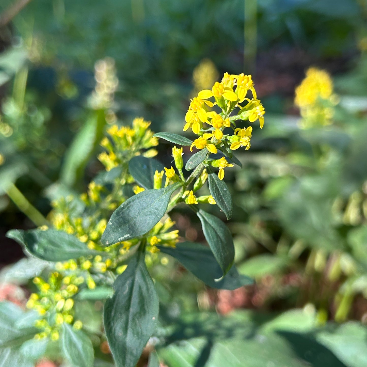 Solidago flexicaulis