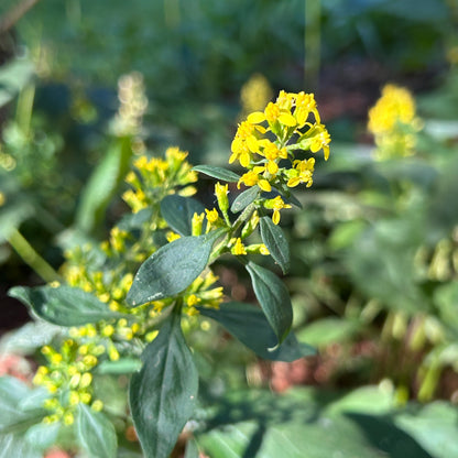 Solidago flexicaulis