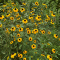 Rudbeckia triloba