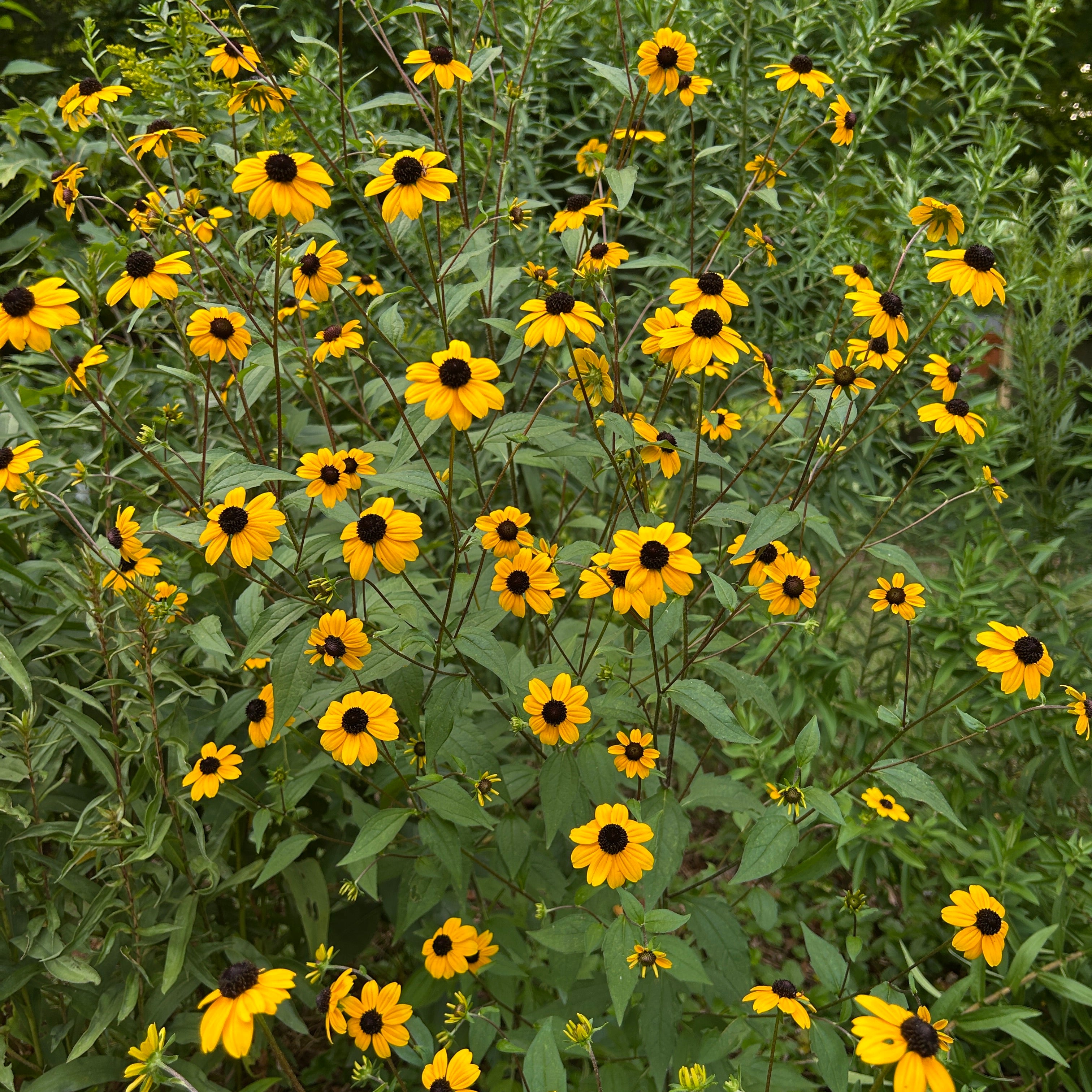 Rudbeckia triloba