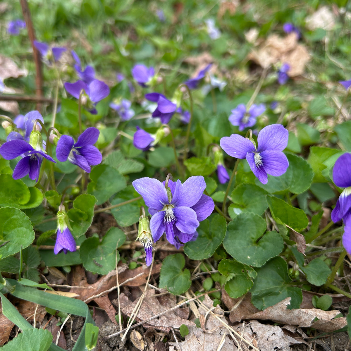 Viola sororia