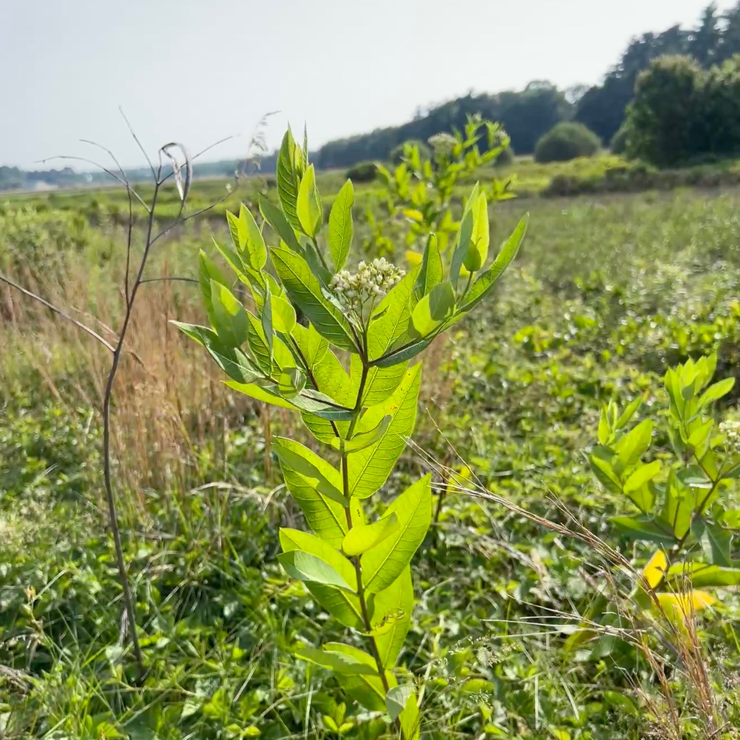 Apocynum cannabinum