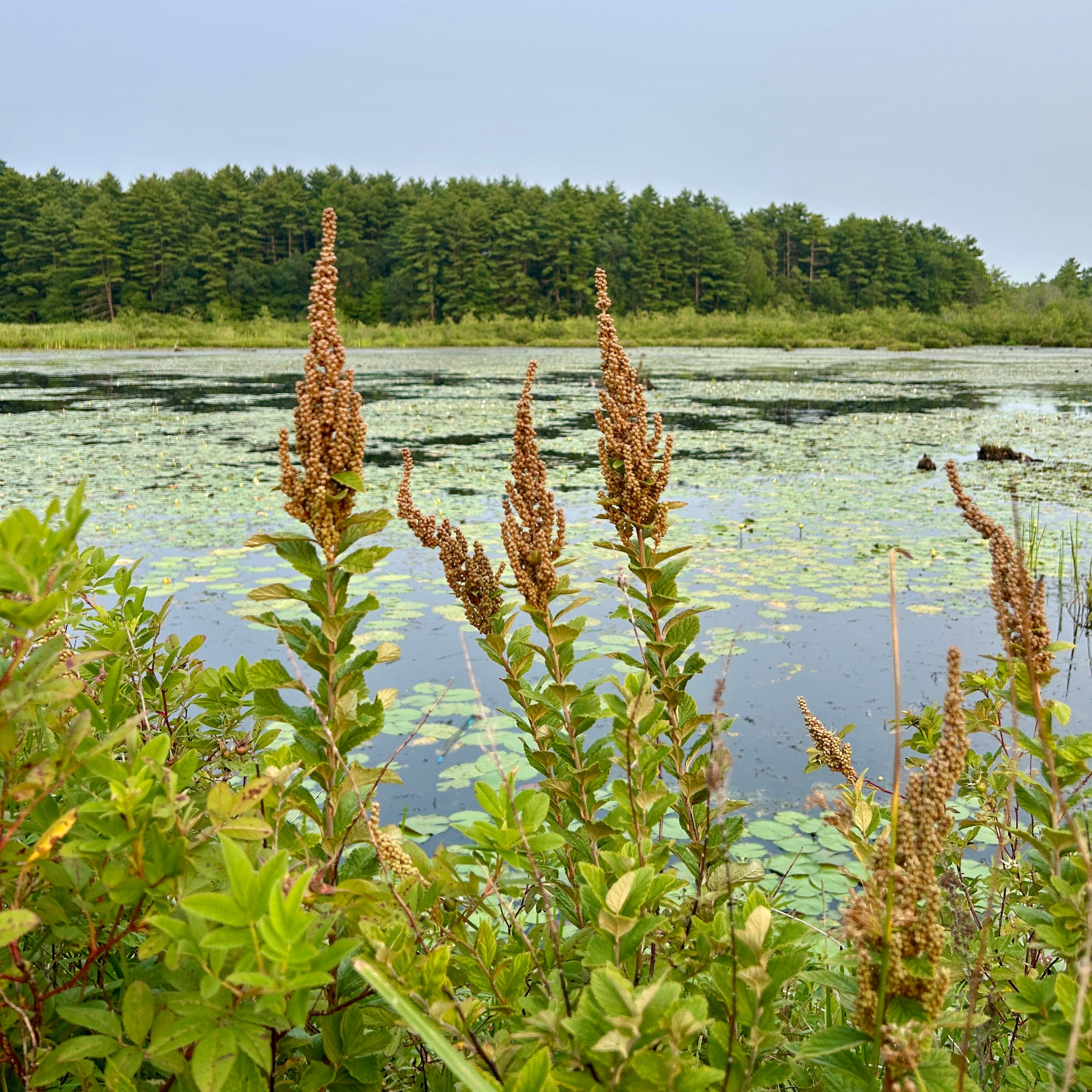 Spiraea tomentosa