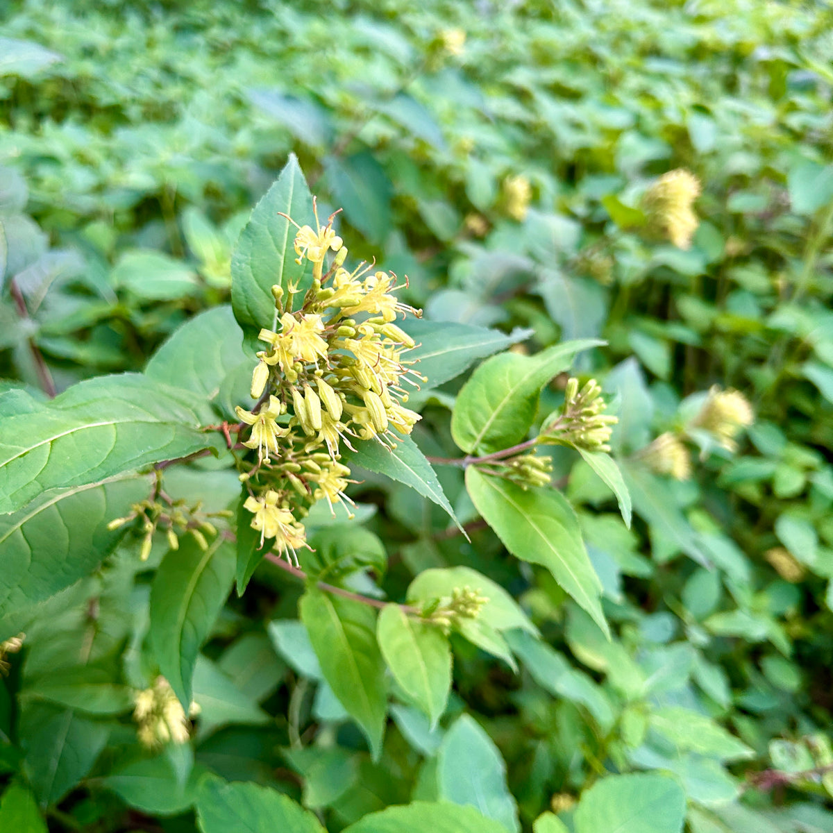 Diervilla lonicera