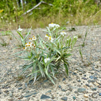 Anaphalis margaritacea