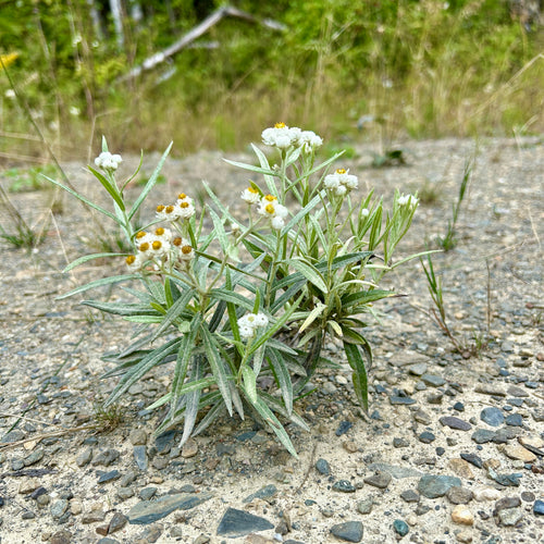 Anaphalis margaritacea