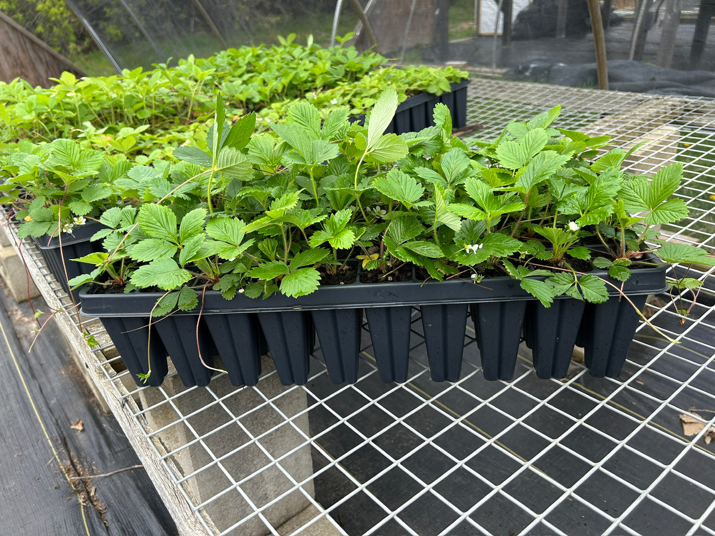 Fragaria virginiana