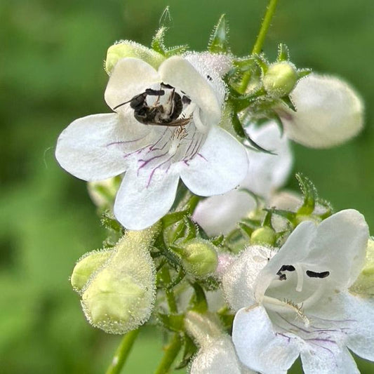 Penstemon digitalis