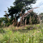 Sorghastrum nutans